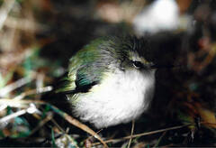 Acanthisitta chloris