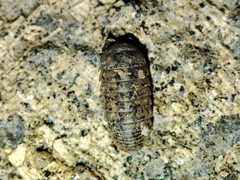 Armadillidium assimile