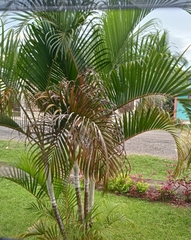 Dypsis lutescens