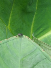 Minettia longipennis