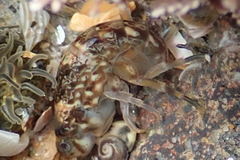 Hyalidae