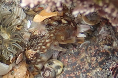 Hyalidae