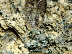 Armadillidium assimile