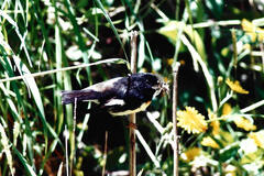 Petroica macrocephala macrocephala