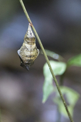 Papilionidae
