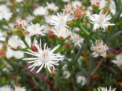 Aizoaceae