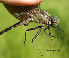 Gomphurus septima