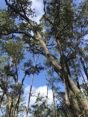 Quercus incana