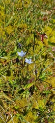 Lomatogonium carinthiacum