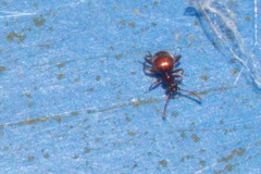 Pselaphinae