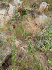 Leonotis ocymifolia