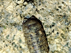 Armadillidium assimile