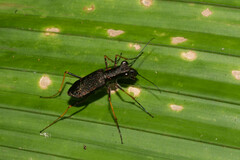 Odontocheila