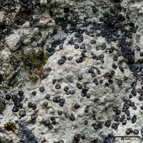 bacuľka (Sarcogyne)
