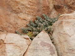 Crassula rupestris