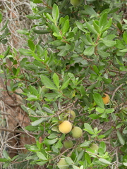 Diospyros