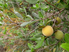 Diospyros