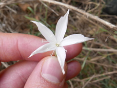 Dianthus thunbergii