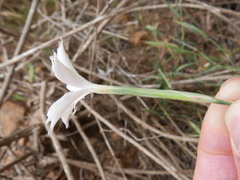 Dianthus thunbergii