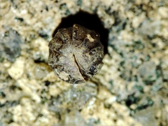 Armadillidium assimile