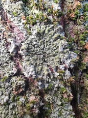 Phaeophyscia orbicularis