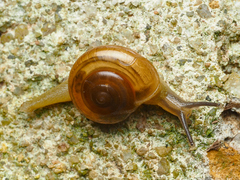Macrochlamys