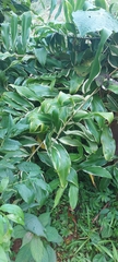 Hedychium gardnerianum