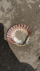 Pecten novaezelandiae