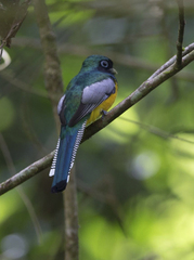 Trogon rufus