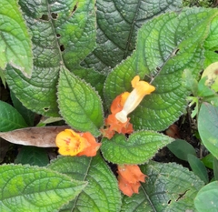 Chrysothemis friedrichsthaliana