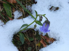 Campanula barbata