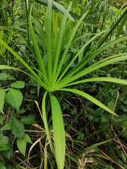 Pandanus tectorius