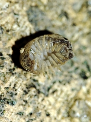 Armadillidium assimile