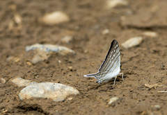Marpesia merops