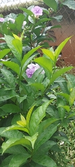 Brunfelsia pauciflora