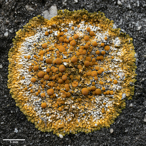 krásnica lúčovitá (Variospora flavescens)