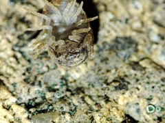 Armadillidium assimile