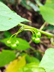 Solanum nigrescens