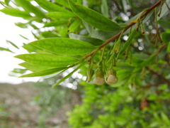 Diospyros glabra