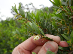Diospyros glabra
