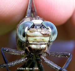 Gomphurus septima