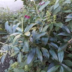 Brunfelsia americana