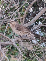 Mimus thenca