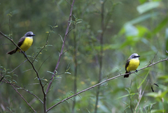 Myiozetetes granadensis