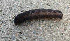 Spodoptera ornithogalli