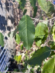 Elaeagnus