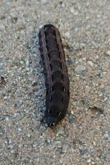 Spodoptera ornithogalli