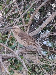 Mimus thenca