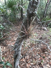 Tillandsia bartramii