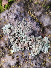 Protoparmeliopsis muralis